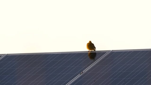 Yellowhammer bird singing on a solar panel in the evening (Emberiza citrinella)