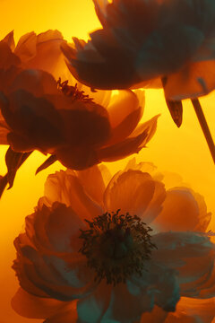 A Close-Up of Sunlit Flowers Basking in Serene Twilight