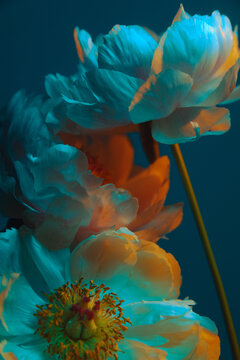 Serene Twilight Bloom: Delicate Peonies Against a Soft Blue Sky