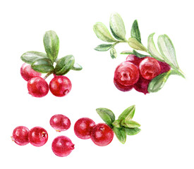 Watercolor illustration of cranberries and leaves, handpainted in a botanical style