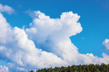 Beautiful view of the azure sky with fluffy white clouds, framed by the towering tops of pine forests.