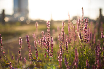 beautiful  garden landscape