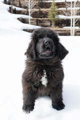 Fototapeta premium BLack newfoundland puppy barking with snow in the background