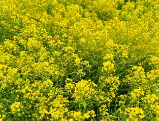 Fototapeta premium field of yellow flowers, nature background 