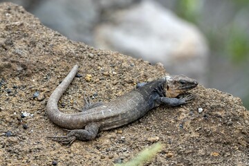 Gran Canaria giant lizard, Gallotia stehlini