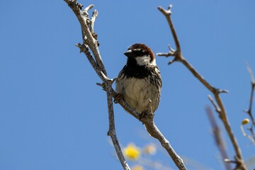 Spanish Sparrow, Passer hispaniolensis, on a branch