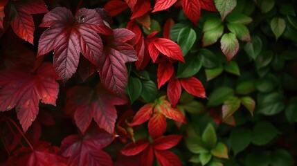 Transformation of foliage from green to red
