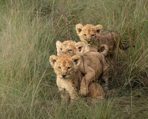 Young lion cubs in the Masai Mara in Kenya