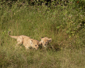 Young lion cubs in the Masai Mara in Kenya