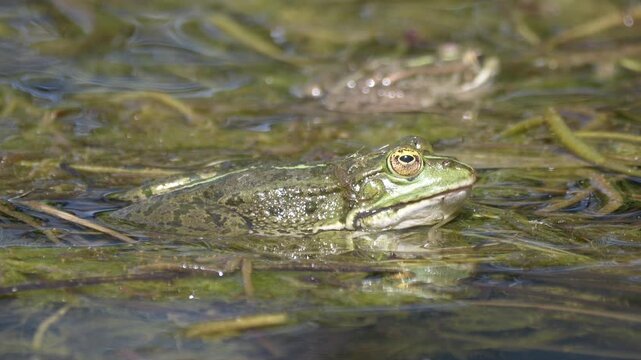 Selective focus footage of Chiricahua leopard frog lying on the floating water plants basking