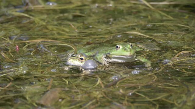 Closeup slow motion footage of Chiricahua leopard frogs swimming in a swamp on a sunny day