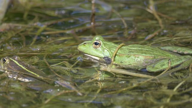 Closeup footage of Chiricahua leopard frog basking in a swamp on a sunny day, with blur background