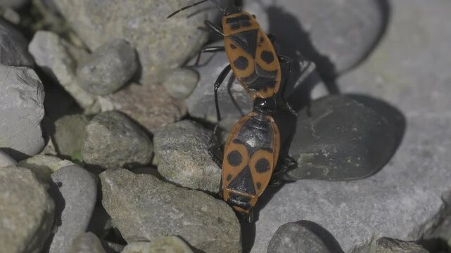 Closeup footage of a pair of European firebugs copulating on rocks on a sunny day