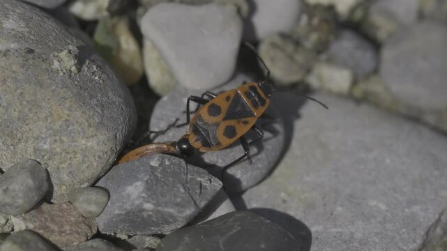 Closeup footage of a pair of European firebugs copulating on rocks on a sunny day