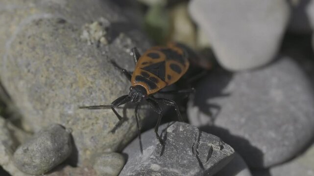 Closeup footage of a pair of firebugs (Pyrrhocoris apterus) copulating on rocks on a sunny day