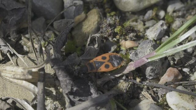 Closeup footage of an European firebug walking on a gravelly dirt ground on a sunny day