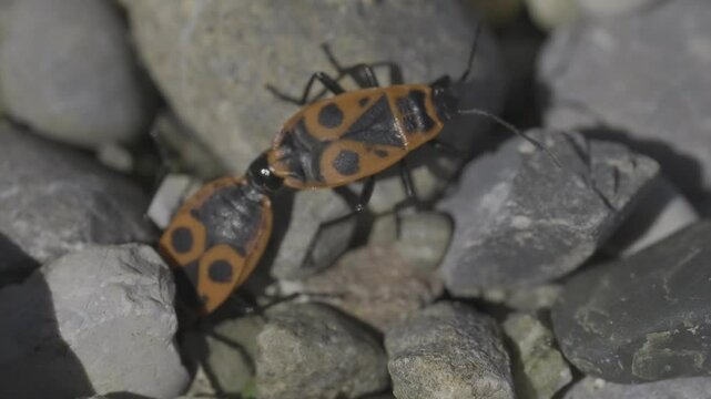 Closeup footage of a pair of firebugs copulating on rocks on a sunny day, with blur background
