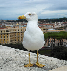 Seagull