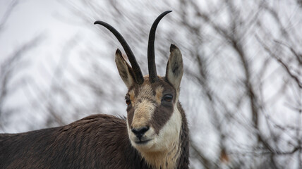 Animaux du parc polaire Mouthe
