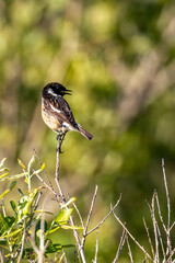 Stonechat (Saxicola rubicola) - Commonly Found in Europe, North Africa, and Western Asia