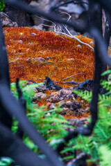 Musgo entre árboles quemados en La Corujera, Tenerife.