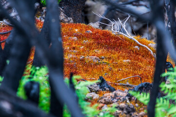 Musgo entre árboles quemados en La Corujera, Tenerife.