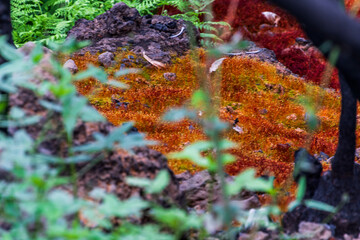 Musgo entre &aacute;rboles quemados en La Corujera, Tenerife.