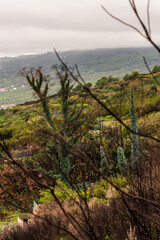Árboles quemados en La Corujera, Tenerife