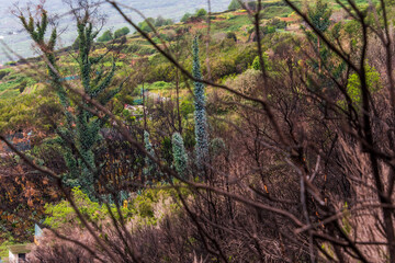 Árboles quemados en La Corujera, Tenerife
