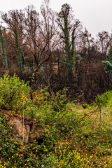 Árboles quemados en La Corujera, Tenerife