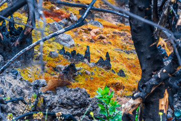 Musgo entre árboles quemados en La Corujera, Tenerife.