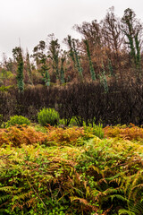 Árboles quemados en La Corujera, Tenerife