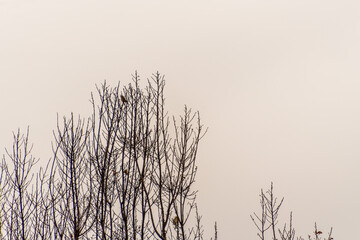 Pájaro en La Corujera, Tenerife