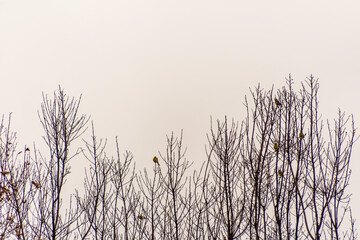 Pájaro en La Corujera, Tenerife