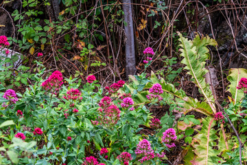 Flora en La Corujera, Tenerife