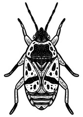 firebug beetle bug sketch engraving PNG illustration. T-shirt apparel print design. Scratch board imitation. Black and white hand drawn image.