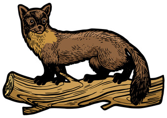 Marten animal color sketch engraving PNG illustration. T-shirt apparel print design. Scratch board style imitation. Black and white hand drawn image.