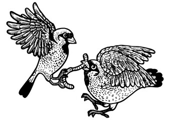 birds fight for the worm sketch engraving PNG illustration. T-shirt apparel print design. Scratch board imitation. Black and white hand drawn image.