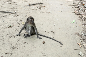 Junger Affe in Thailand