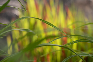 close up of green grass