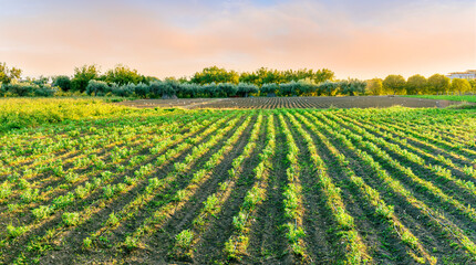 beautiful view in a green farm field with rows of rural plants and vegetables with amazing sunset or sunrise on background of agricultural landscape