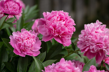 pink double peony bush © SarahJeanGreen