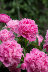 pink double peony bush