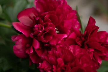 red double peony
