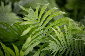fern leaves