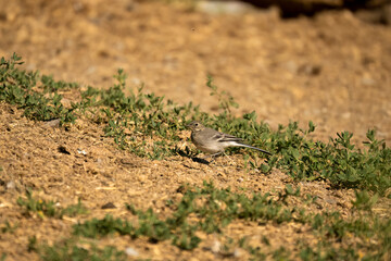 close-up of a White Wagtail (Motacilla alba alba)