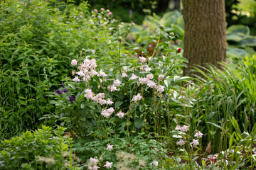 flowers in the garden