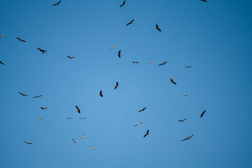 a kettle of Griffon vultures (Eurasion griffon, Gyps fulvus) soaring and circling