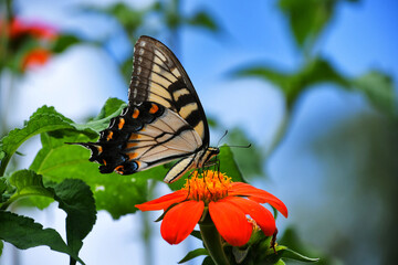 Yellow tiger swallowtail butterfly on flowers in a garden