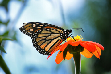 Fototapeta premium Orange Monarch butterfly on flowers in a garden